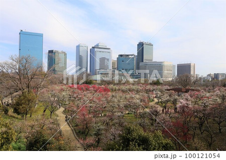 大阪城公園の梅林、盛りなり、大阪城にある梅林は今日もにぎわう。3月初旬のこと、梅、大阪城、 大阪城公園の梅林、盛りなり、大阪城にある梅林は今日もにぎわう。3月初旬のこと、梅、大阪城、 100121054
