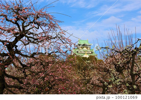 大阪城公園の梅林、盛りなり、大阪城にある梅林は今日もにぎわう。3月初旬のこと、梅、大阪城、 大阪城公園の梅林、盛りなり、大阪城にある梅林は今日もにぎわう。3月初旬のこと、梅、大阪城、 100121069