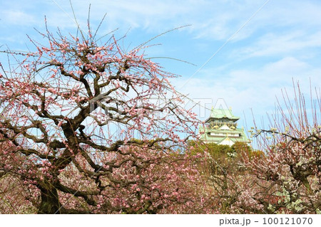 大阪城公園の梅林、盛りなり、大阪城にある梅林は今日もにぎわう。3月初旬のこと、梅、大阪城、 100121070