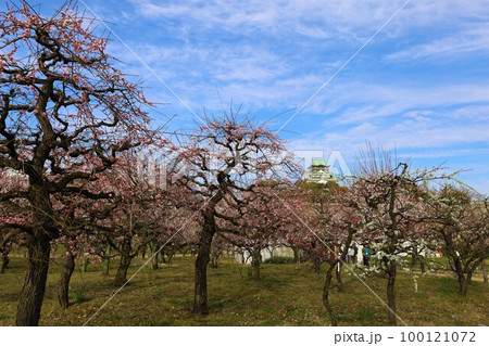 大阪城公園の梅林、盛りなり、大阪城にある梅林は今日もにぎわう。3月初旬のこと、梅、大阪城、 100121072
