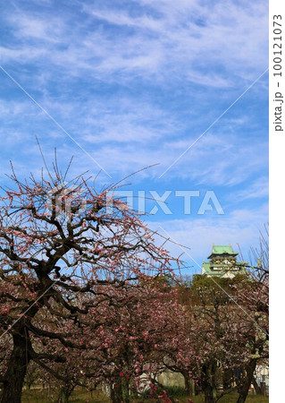 大阪城公園の梅林、盛りなり、大阪城にある梅林は今日もにぎわう。3月初旬のこと、梅、大阪城、 大阪城公園の梅林、盛りなり、大阪城にある梅林は今日もにぎわう。3月初旬のこと、梅、大阪城、 100121073