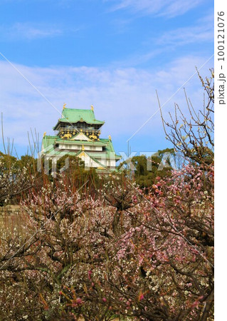 大阪城公園の梅林、盛りなり、大阪城にある梅林は今日もにぎわう。3月初旬のこと、梅、大阪城、 大阪城公園の梅林、盛りなり、大阪城にある梅林は今日もにぎわう。3月初旬のこと、梅、大阪城、 100121076
