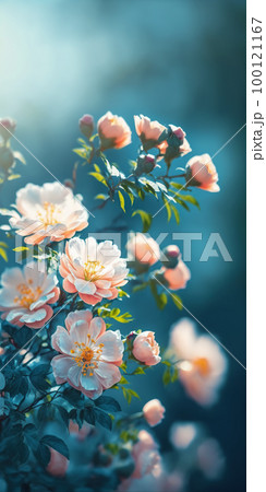 Blooming rose bush. Natural floral spring background. Spring floral wallpaper. Soft selective focus on rose blossoms Blooming rose bush. Natural floral spring background. Spring floral wallpaper. Soft selective focus on rose blossoms 100121167