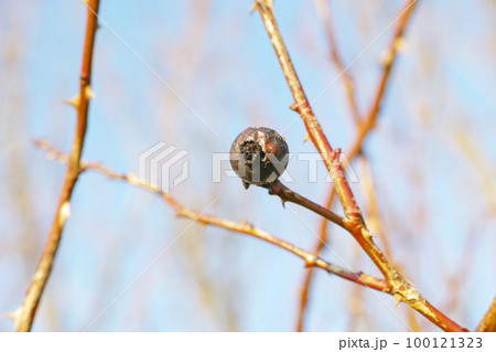 Branches in winter with dried fruit hanging on a leafless tree. Single Pomegranate hanging on a branch or twig against a blue sky background. Dried out fruit rotting on a bare tree in springtime Branches in winter with dried fruit hanging on a leafless tree. Single Pomegranate hanging on a branch or twig against a blue sky background. Dried out fruit rotting on a bare tree in springtime 100121323