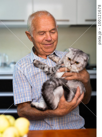 Elderly man carefully holds cute cat breed scottish fold 100121678