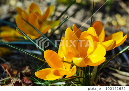 A portrait close-up of beautiful fresh bloomed flowers. The first spring flowers are yellow crocuses in a Giant Dutch crocus (Crocus venues), a crocus meadow on a bright sunny day. 100122682