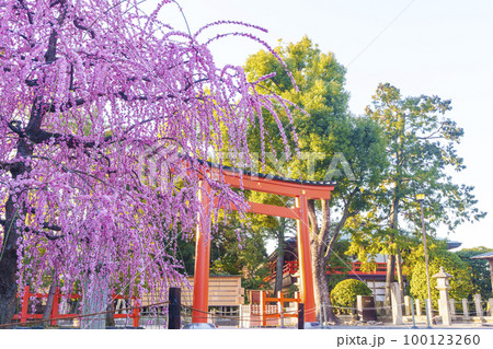早朝の城南宮 城南鳥居としだれ梅(京都市伏見区) 早朝の城南宮 城南鳥居としだれ梅(京都市伏見区) 100123260