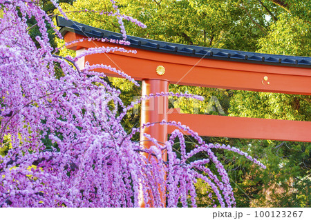 早朝の城南宮　城南鳥居としだれ梅（京都市伏見区） 100123267