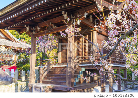 城南宮　摂社　芹川天満宮　梅の花が咲く季節 100123306