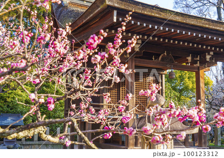 城南宮　摂社　芹川天満宮　梅の花が咲く季節 100123312