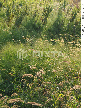荒地 草原 野原 雑草 土地 vacant lot 荒地 草原 野原 雑草 土地 vacant lot 100123703
