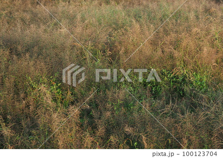 荒地　草原　野原　雑草　土地　vacant lot 100123704