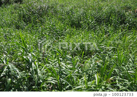 荒地 草原 野原 雑草 土地 vacant lot 荒地 草原 野原 雑草 土地 vacant lot 100123733
