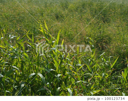 荒地　草原　野原　雑草　土地　vacant lot 100123734