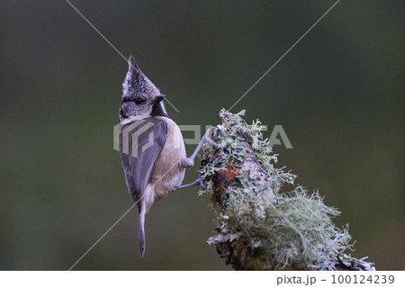Crested Tit 100124239
