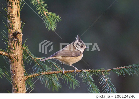 Crested Tit 100124240