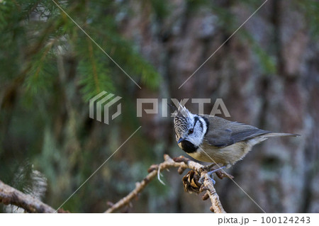 Crested Tit 100124243