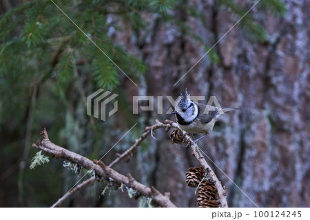 Crested Tit 100124245