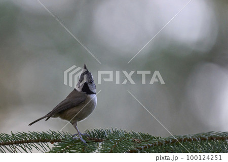Crested Tit 100124251
