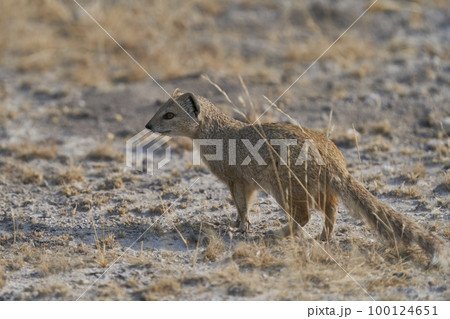 Yellow Mongoose 100124651