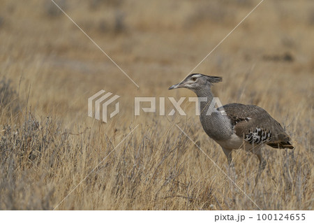 Kori Bustard 100124655