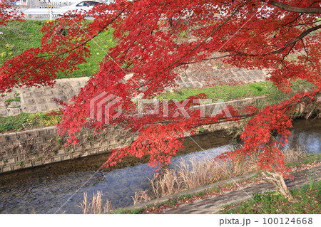 佐保川の楓の紅葉 100124668