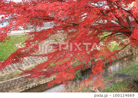 佐保川の楓の紅葉 佐保川の楓の紅葉 100124669