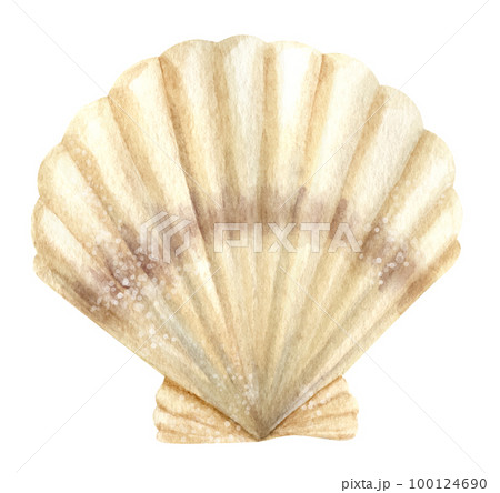 Watercolor Seashell. Hand drawn illustration of Scallop on isolated background. Colorful drawing of Sea Shell. sketch of ocean Cockleshell for icon or logo. Exotic marine fauna. Wild underwater life. Watercolor Seashell. Hand drawn illustration of Scallop on isolated background. Colorful drawing of Sea Shell. sketch of ocean Cockleshell for icon or logo. Exotic marine fauna. Wild underwater life. 100124690