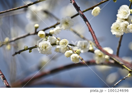 しだれ梅(weeping Japanese apricot) 100124696