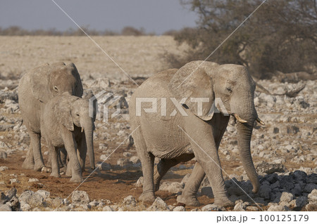 African Elephant approaching a waterhole African Elephant approaching a waterhole 100125179