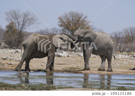 African Elephant sparring 100125186