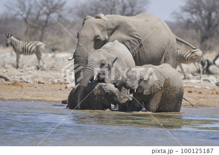 African Elephant at a waterhole 100125187
