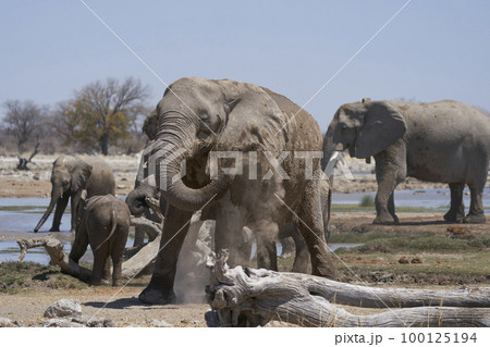 African elephant having a dust bath 100125194