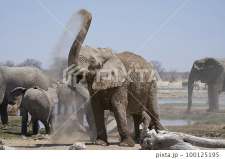 African elephant having a dust bath African elephant having a dust bath 100125195
