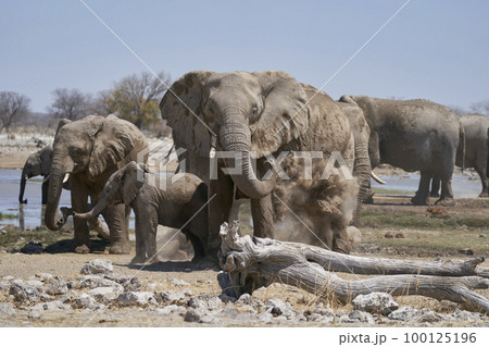 African elephant having a dust bath 100125196