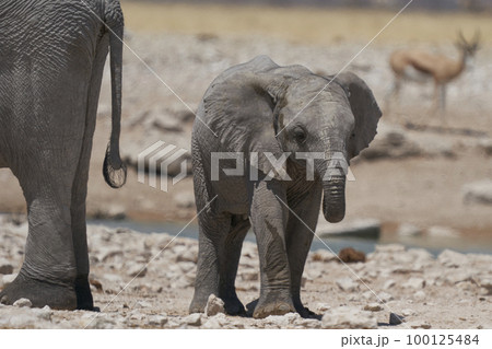Young African Elephant at a waterhole 100125484
