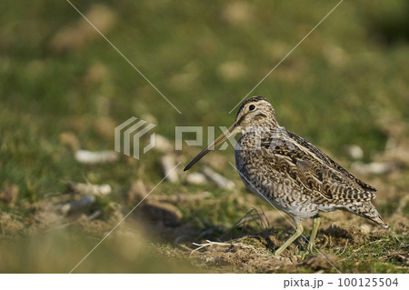 Magellanic Snipe Magellanic Snipe 100125504