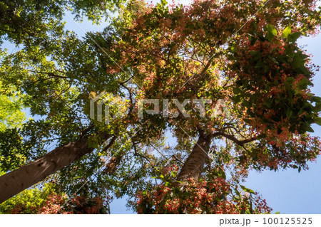 Zappeion Garden in the city center of Athens, Greece Zappeion Garden in the city center of Athens, Greece 100125525