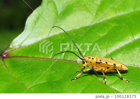 ヤツメカミキリ 100128175