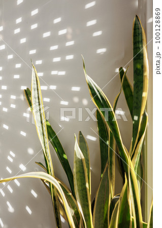 potted plant sansevieria and shiny disco ball on windowsill, decorations of house. potted plant sansevieria and shiny disco ball on windowsill, decorations of house. 100128869