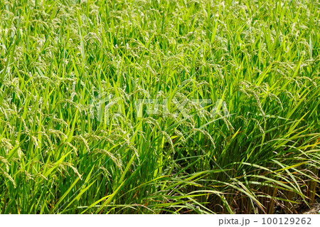 稲穂 100129262