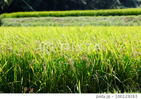 稲穂 稲穂 100129263