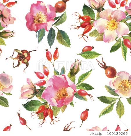 Watercolor illustration. Seamless pattern of rose hips flowers, leaves, berries on a white background. Seamless design of ripe rose hips for fabric, paper, printing. 100129266