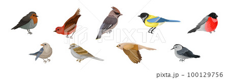 Birds as Warm-blooded Vertebrates or Aves with Feathers and Toothless Beaked Jaws Vector Set 100129756