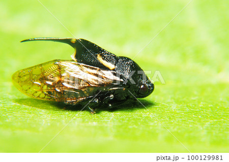 タケウチトゲアワフキ 100129981