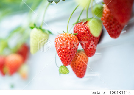 苺狩り、いちご狩り、いちご、観光、旅行、果実、果物、フルーツ、イチゴ狩り 100131112