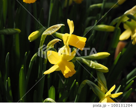春の花 庭のスイセン 春の花 庭のスイセン 100131204