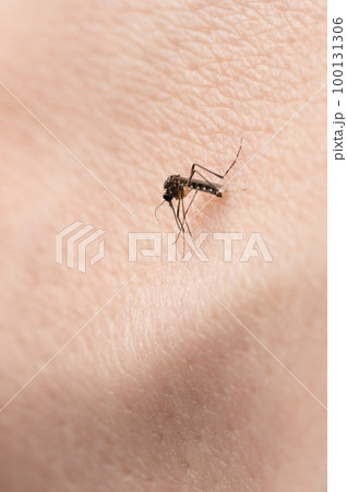 Stinging one mosquito insect Stinging one mosquito insect 100131306