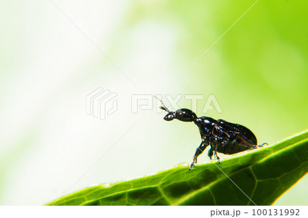 エゴツルクビオトシブミ（メス） 100131992