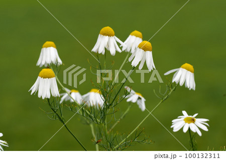 Closeup of a bush of daisy flowers in a garden. Delicate white blossoming plants growing against a blurred green background with copy space. Marguerite daisies or chamomile herb in bloom in summer Closeup of a bush of daisy flowers in a garden. Delicate white blossoming plants growing against a blurred green background with copy space. Marguerite daisies or chamomile herb in bloom in summer 100132311